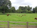 Bicton2012-07.jpg