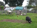 Bicton2012-10.jpg
